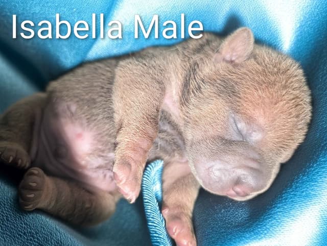 Chinese Shar-Pei Puppies media 6