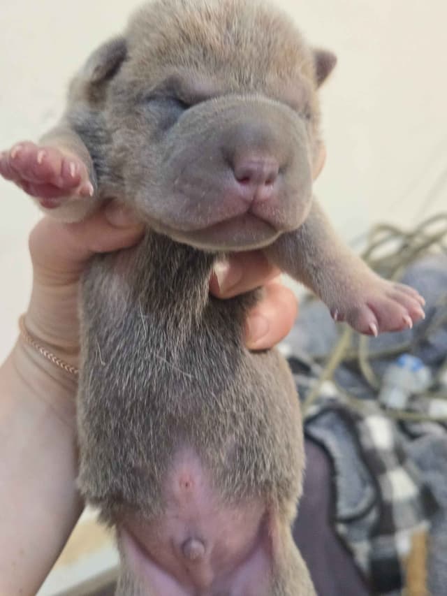 Chinese Shar-Pei Puppies media 8
