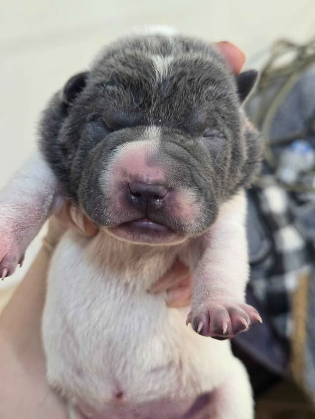 Chinese Shar-Pei Puppies media 5