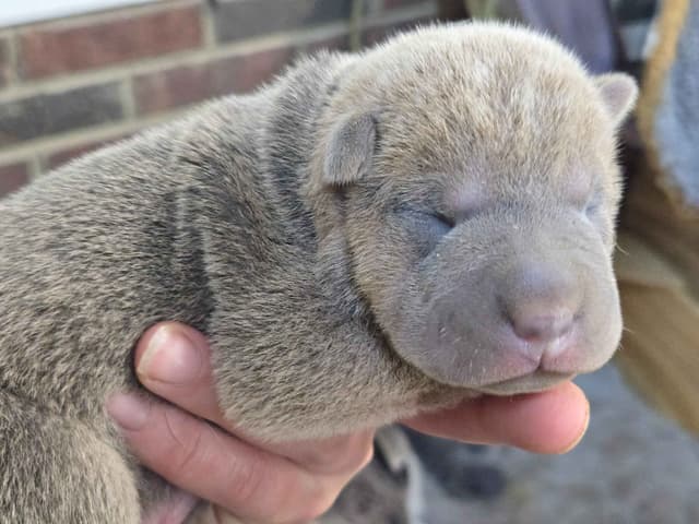 Chinese Shar-Pei Puppies media 7
