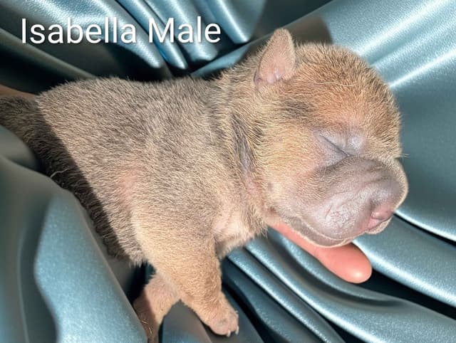 Chinese Shar-Pei Puppies media 3