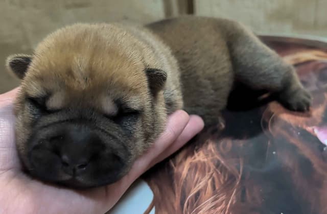 Chinese Shar-Pei Puppies media 11