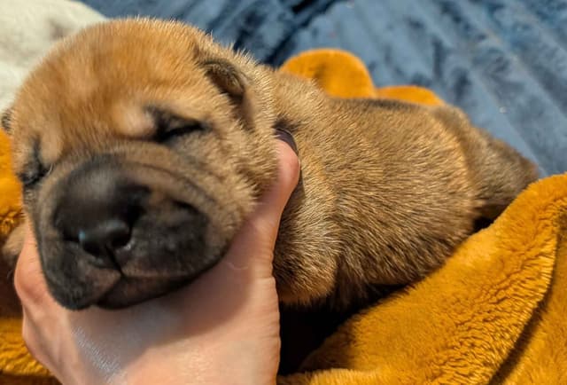 Chinese Shar-Pei Puppies media 12