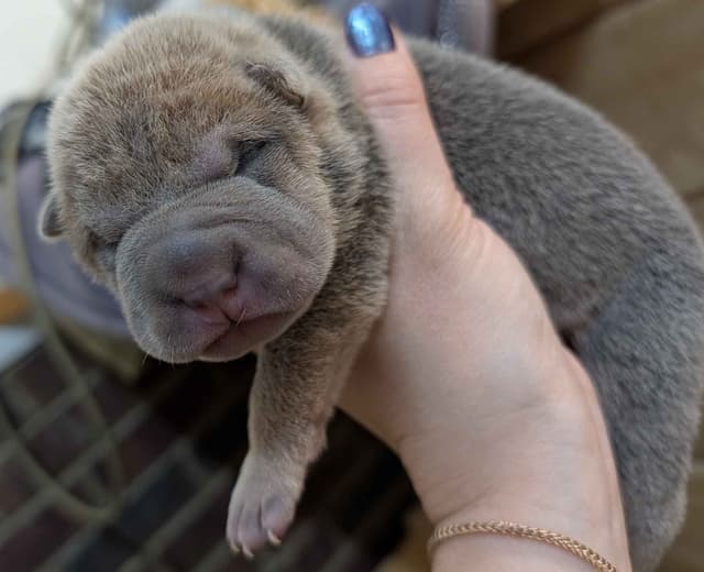 Chinese Shar-Pei Puppies media 9