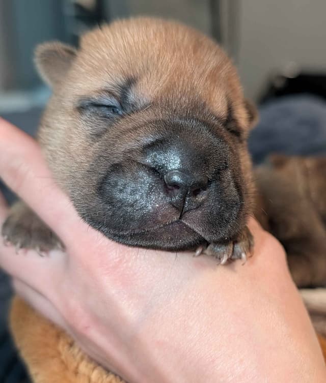 Chinese Shar-Pei Puppies media 13