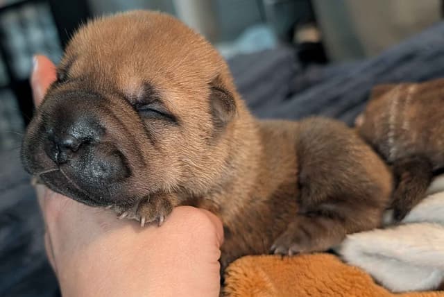 Chinese Shar-Pei Puppies media 14