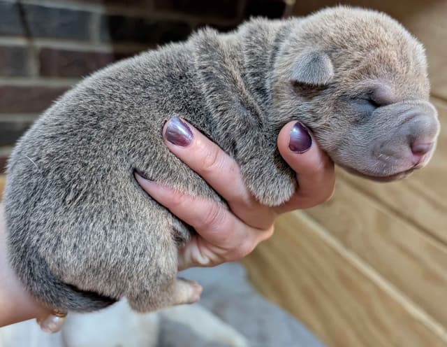 Chinese Shar-Pei Puppies media 10