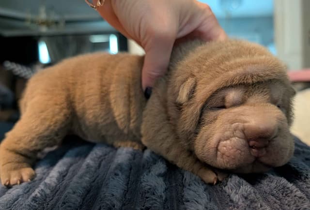 Chinese Shar-Pei Puppies media 2
