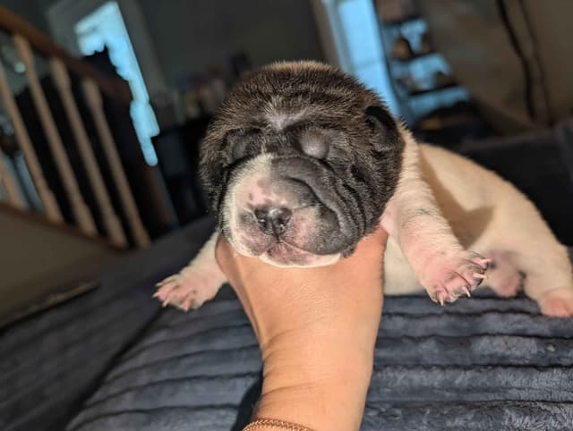 Chinese Shar-Pei Puppies media 3