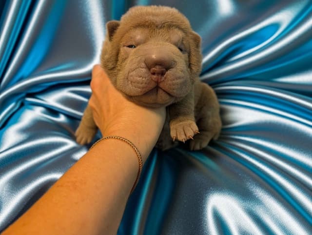 Chinese Shar-Pei Puppies media 4