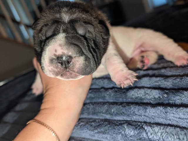 Chinese Shar-Pei Puppies media 5