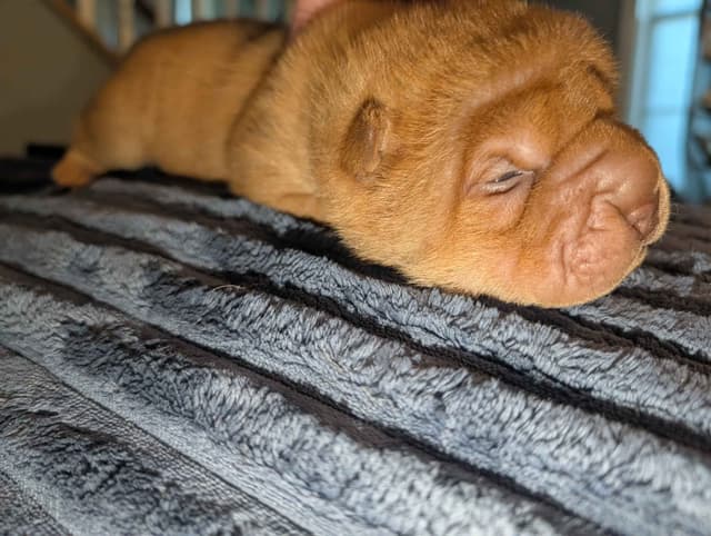 Chinese Shar-Pei Puppies media 6