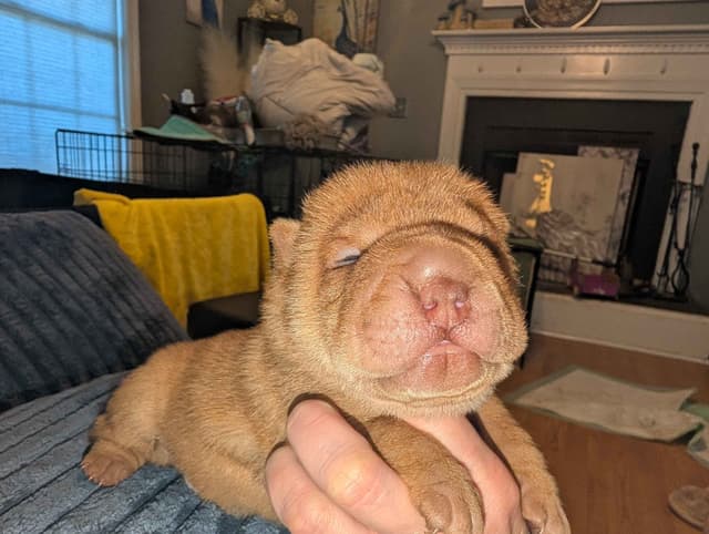 Chinese Shar-Pei Puppies media 7