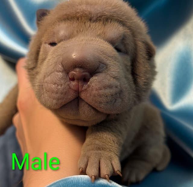 Chinese Shar-Pei Puppies media 8