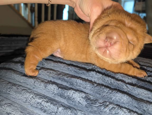 Chinese Shar-Pei Puppies media 10