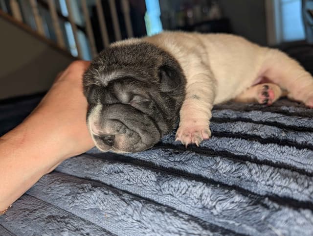 Chinese Shar-Pei Puppies media 9