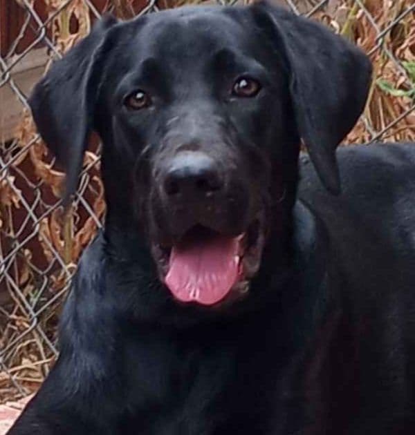 Labrador Retriever Puppies breeder image 2