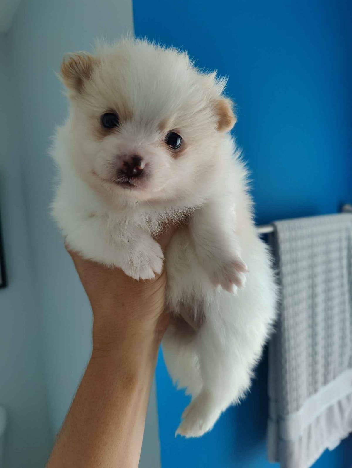 Pomeranian Puppies breeder image 2