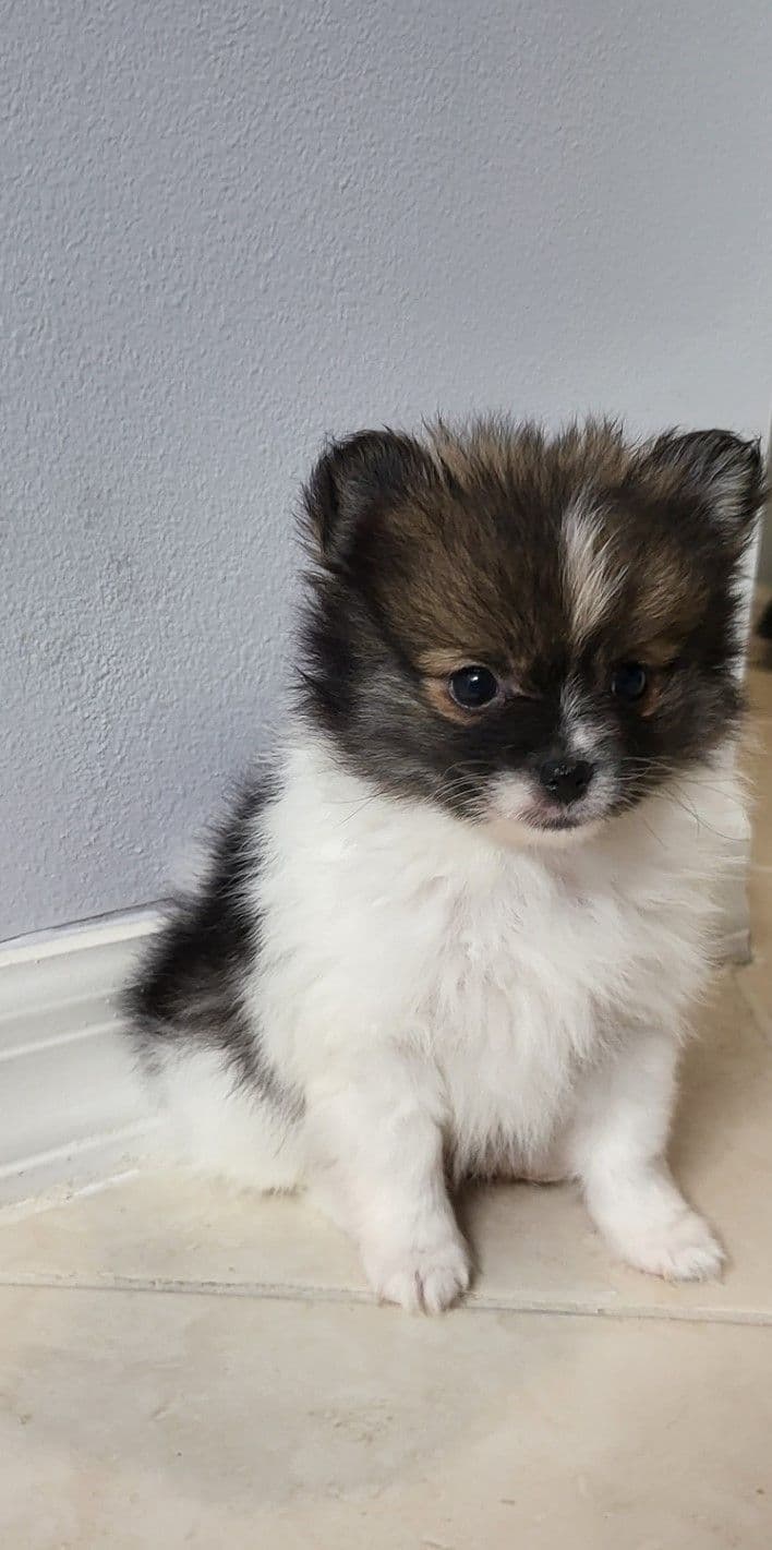 Pomeranian Puppies breeder image 1