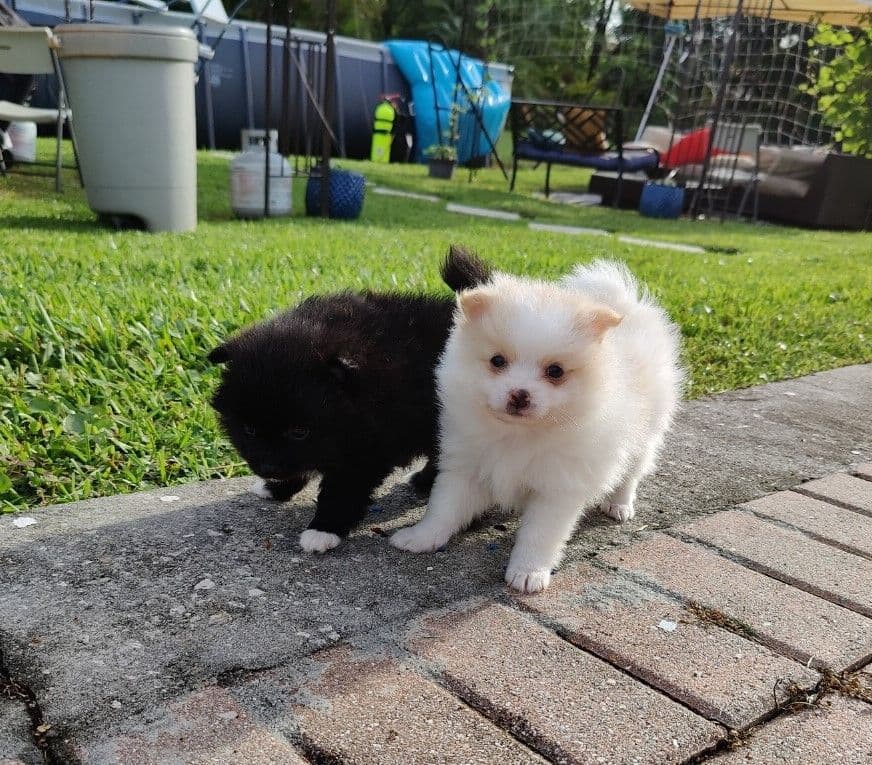 Pomeranian Puppies breeder image 4