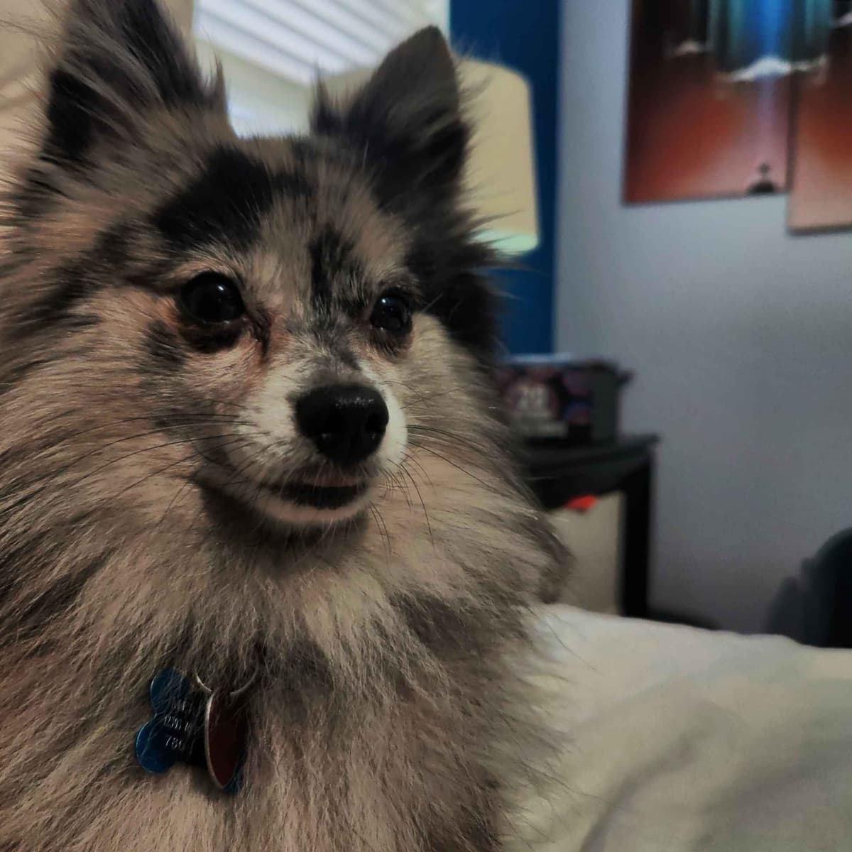 Pomeranian Puppies breeder image 8