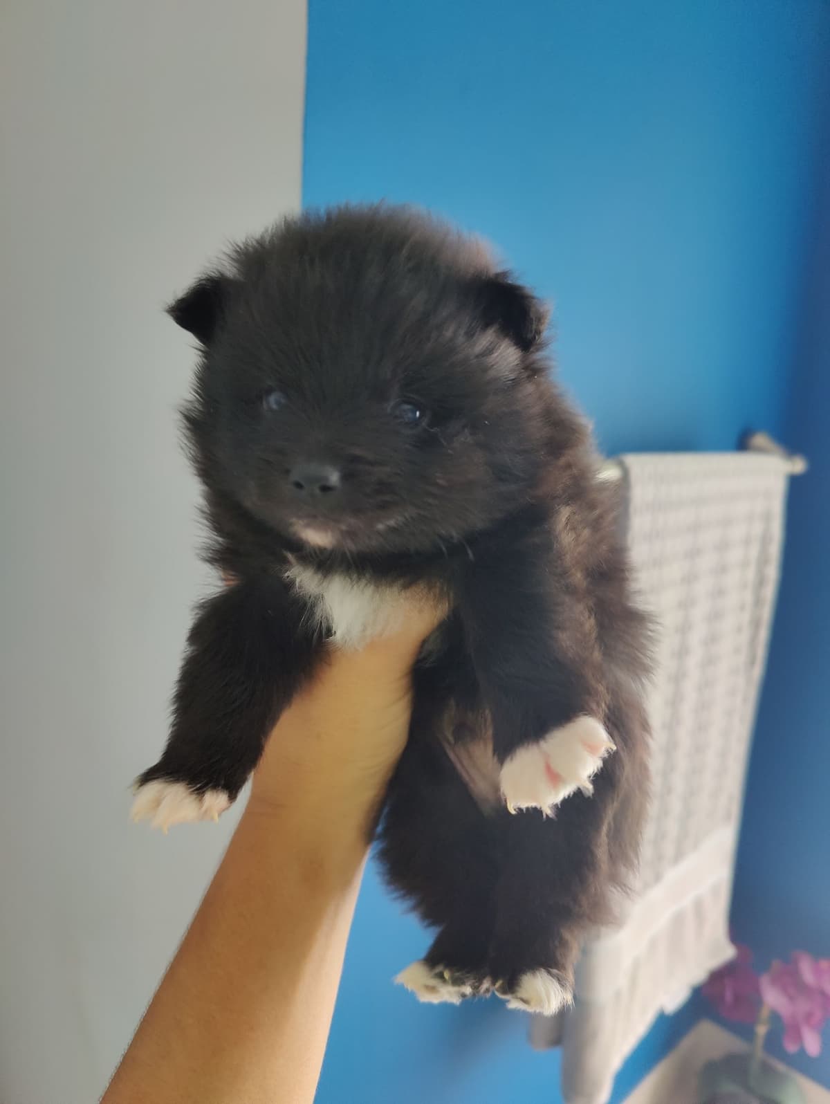Pomeranian Puppies breeder image 3