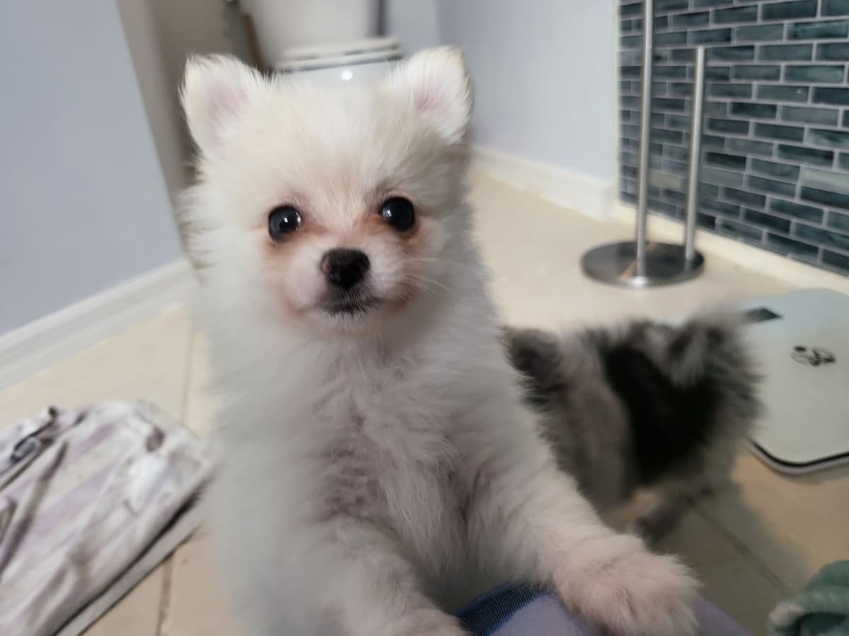 Pomeranian Puppies breeder image 6