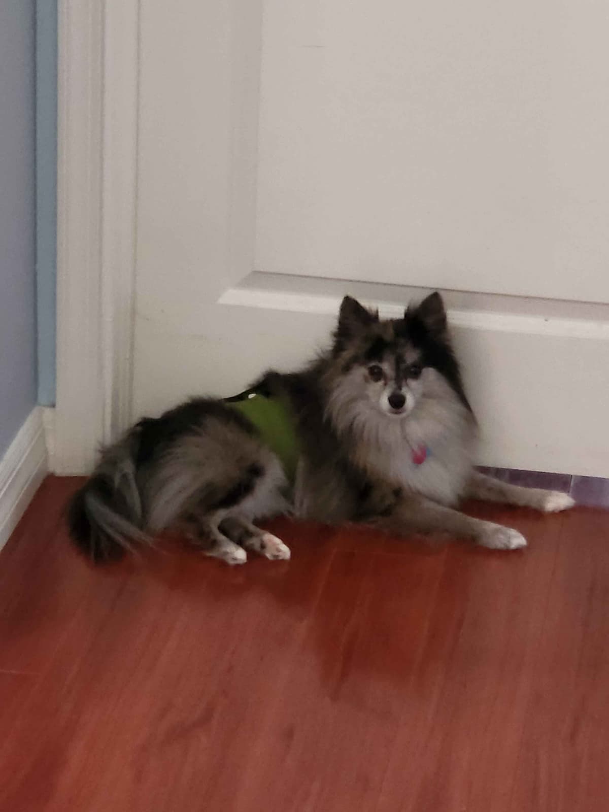 Pomeranian Puppies breeder image 9