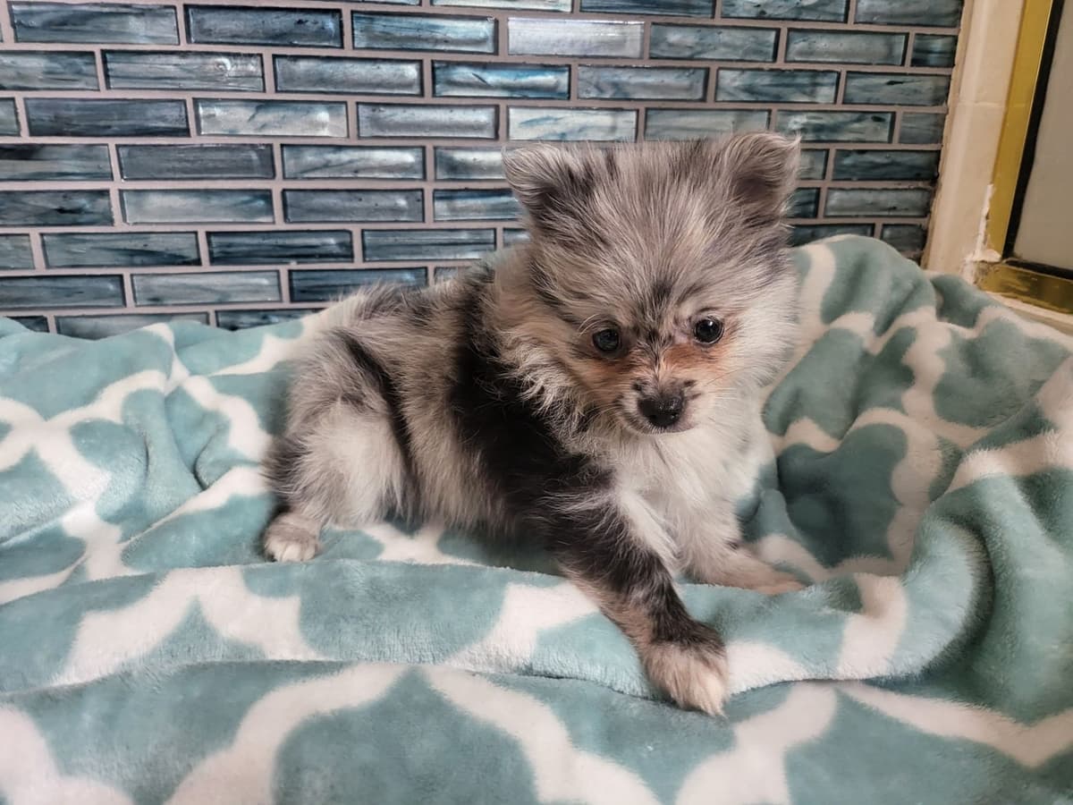 Pomeranian Puppies breeder image 5