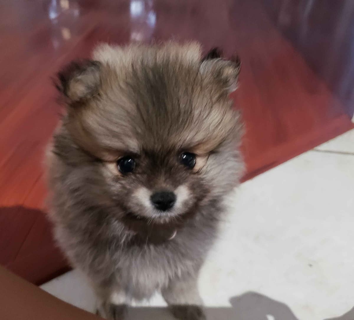 Pomeranian Puppies breeder image 10
