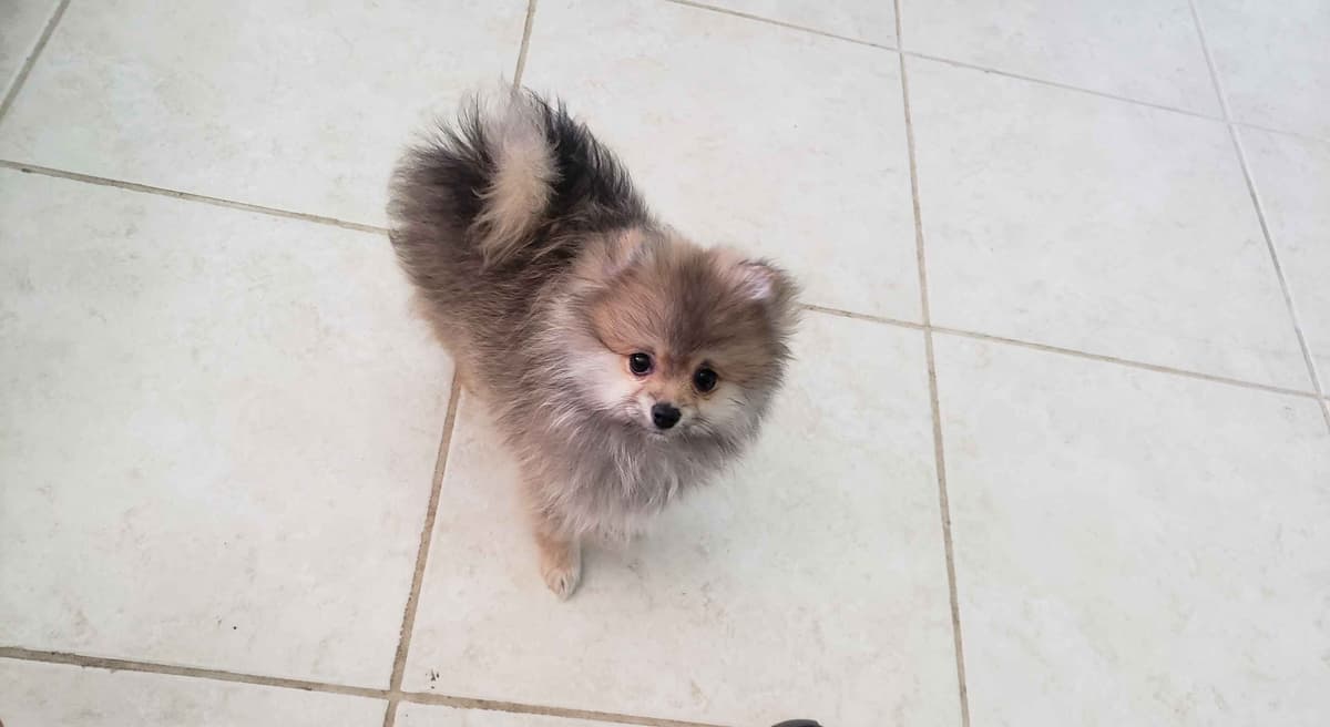 Pomeranian Puppies breeder image 13