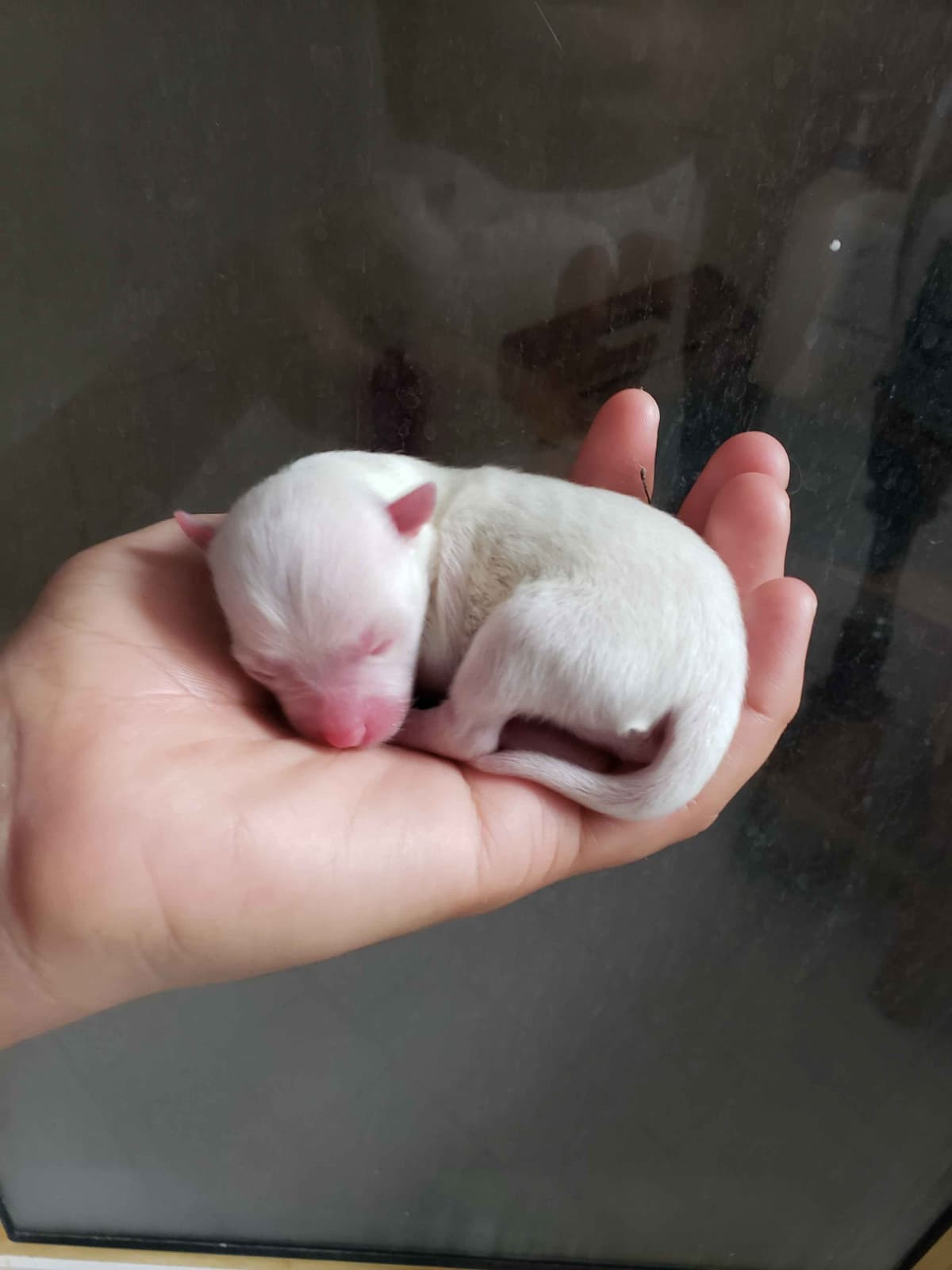 Pomeranian Puppies breeder image 15