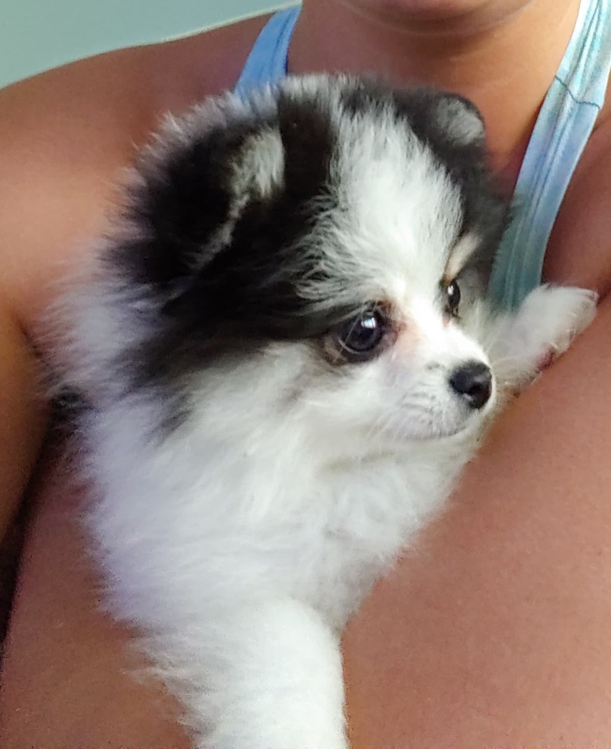 Pomeranian Puppies breeder image 14