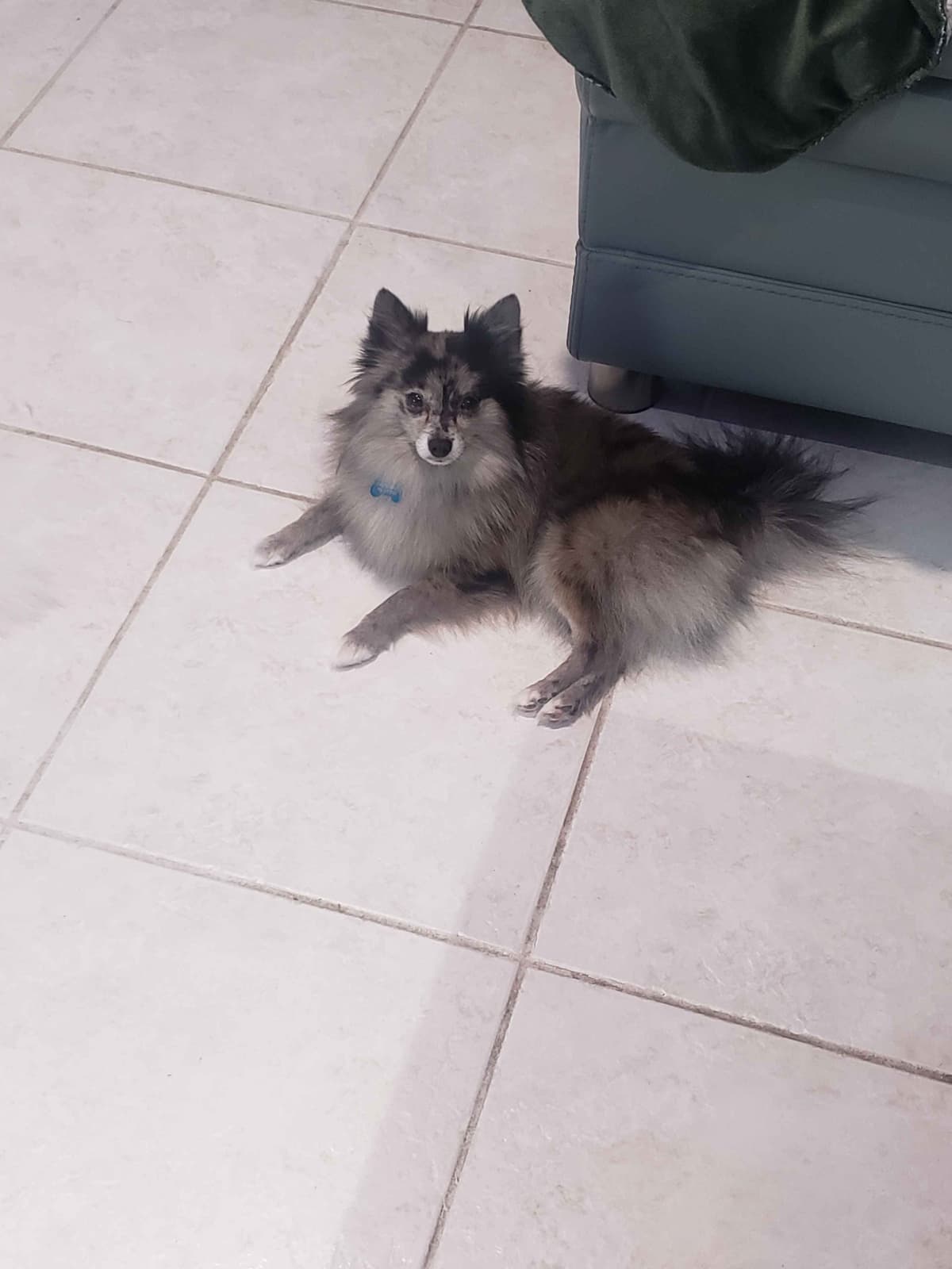 Pomeranian Puppies breeder image 16