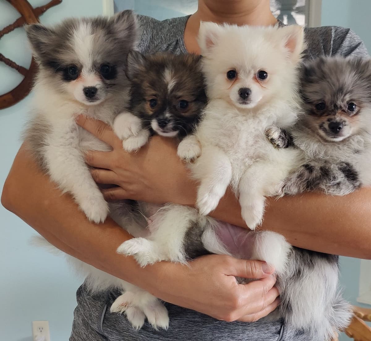 Pomeranian Puppies breeder image 18
