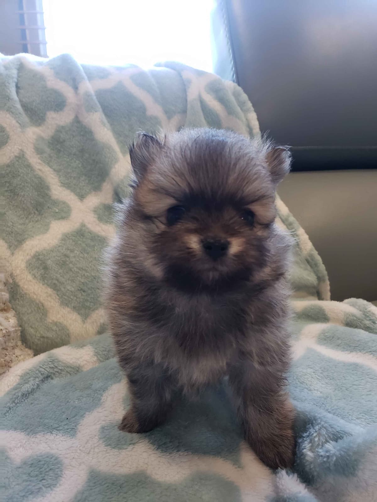 Pomeranian Puppies breeder image 24