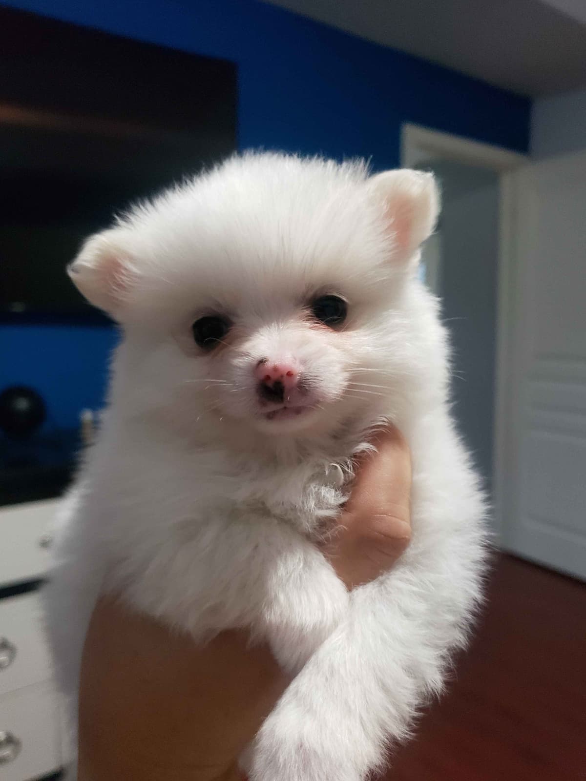 Pomeranian Puppies breeder image 19
