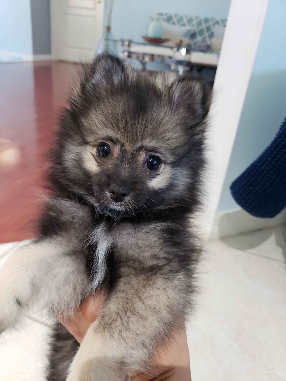 Pomeranian Puppies breeder image 22