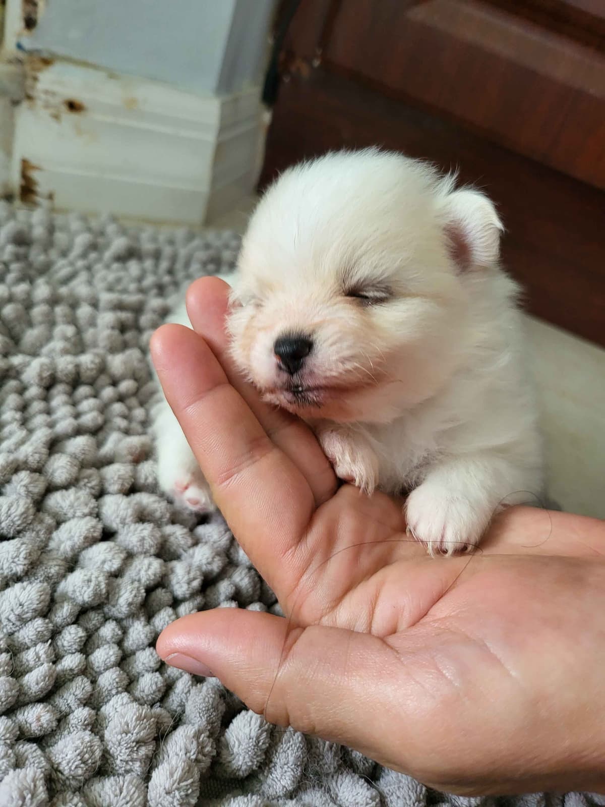 Pomeranian Puppies breeder image 23