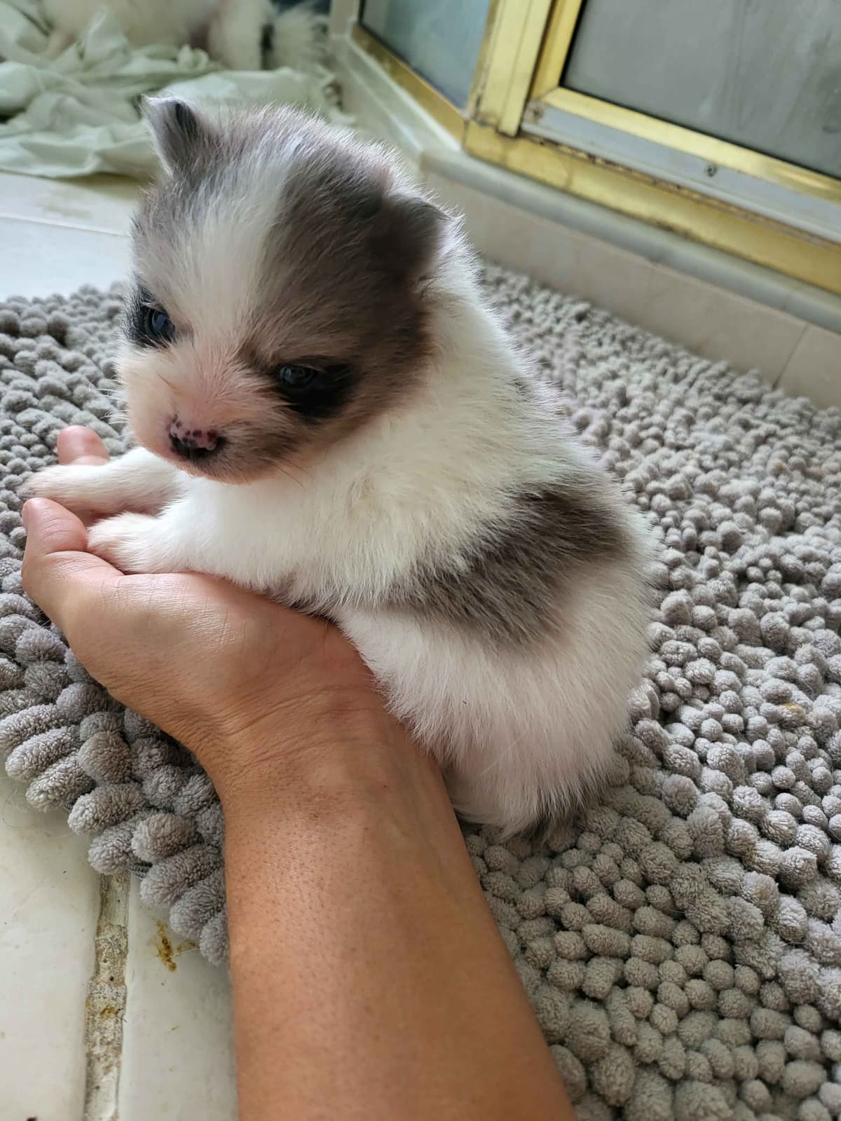 Pomeranian Puppies breeder image 25