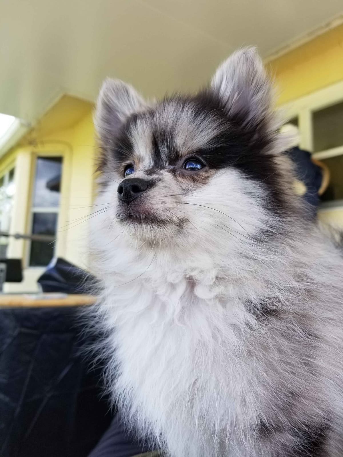 Pomeranian Puppies breeder image 12