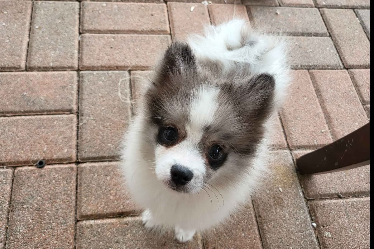 Pomeranian Puppies breeder image 28