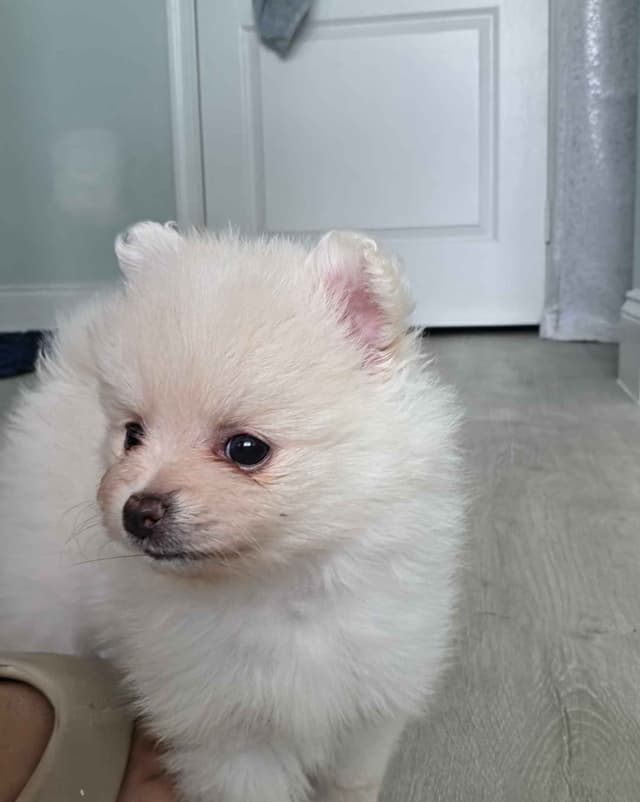 Pomeranian Puppies media 2