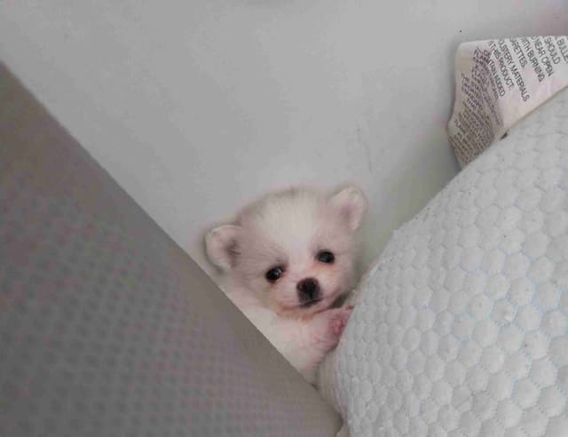 Pomeranian Puppies media 3