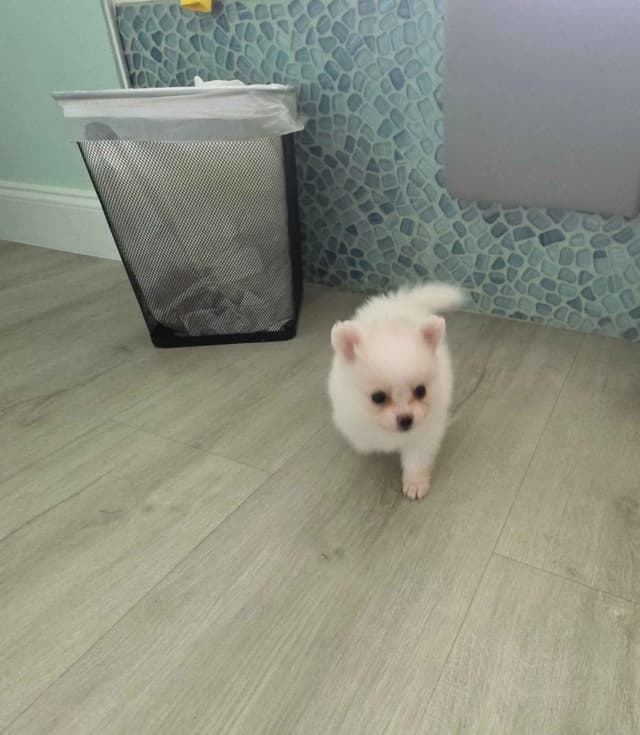 Pomeranian Puppies media 5