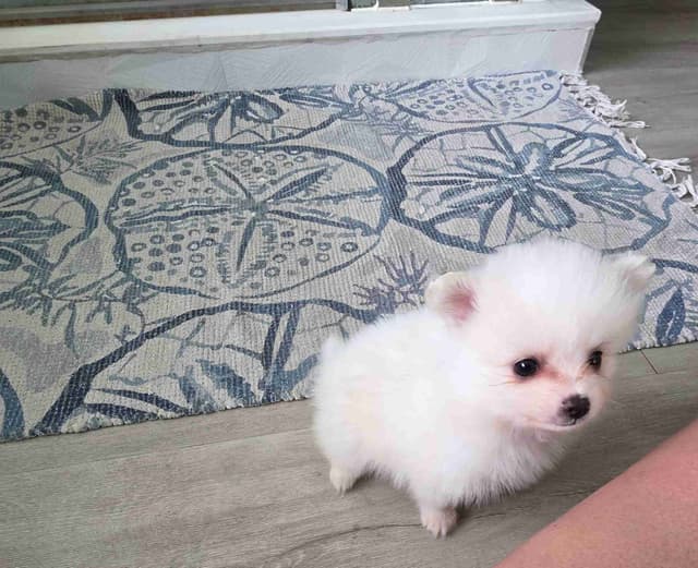 Pomeranian Puppies media 4