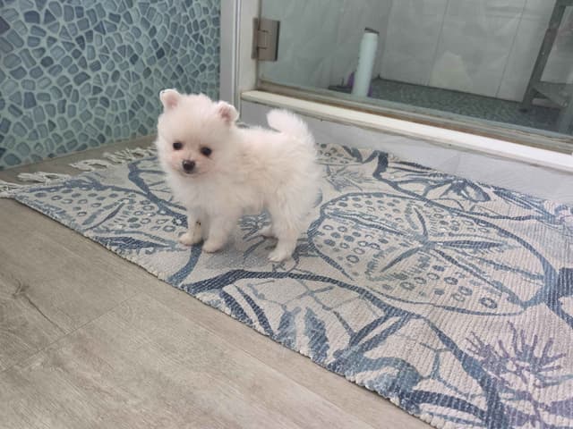 Pomeranian Puppies media 6