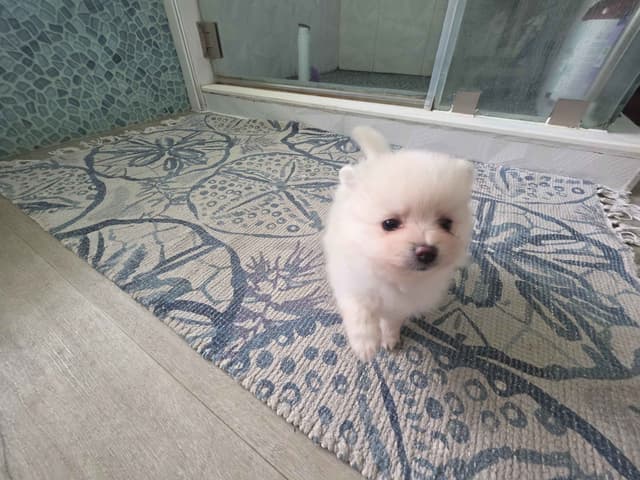 Pomeranian Puppies media 7