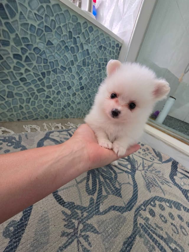 Pomeranian Puppies media 8