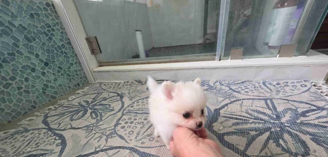 Pomeranian Puppies media 9